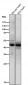 Anti-Phospho-p53 (S376) TP53 Rabbit Monoclonal Antibody